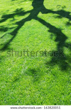 Meadow with the shadow of the branches of trees