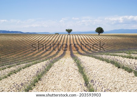 Plateau Valensole in Provence, South-eastern France