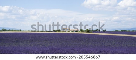 The famous lavender fields in the plateau Valensole, France