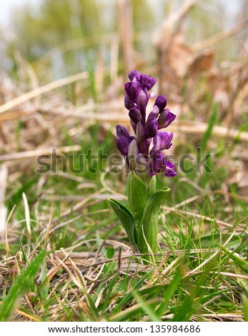 Orchis morio (Green-winged Orchid) the most common orchid in grasslands from Transylvania