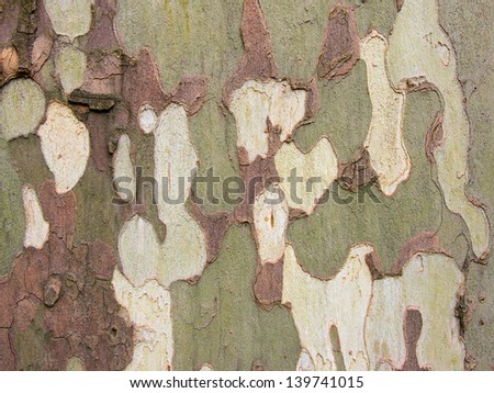 Platanus (plane tree) bark with camouflage texture