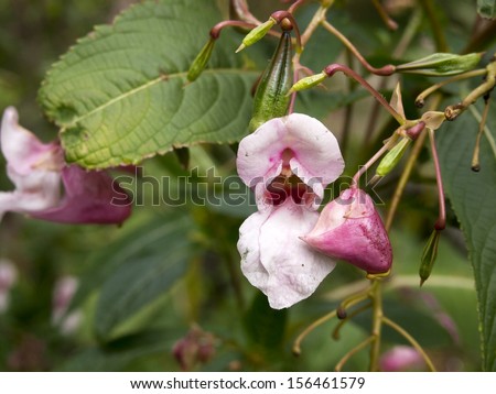 Impatiens glandulifera (Policeman\'s Helmet) flower. An  invasive plant species in Europe, is native to the Himalaya.