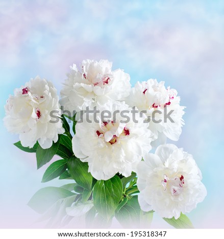 Bouquet of white peonies on blurred pastel background. For this photo applied effect haze.