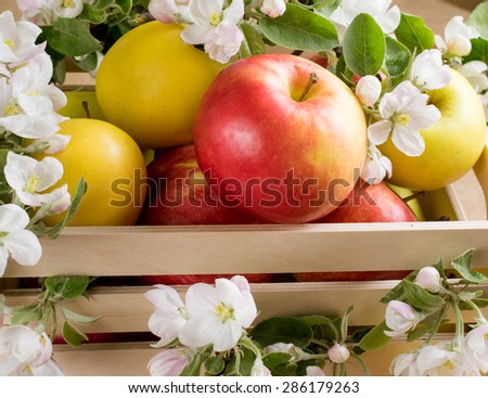 Yellow and red apples  with twig of flowers apple tree in wooden box