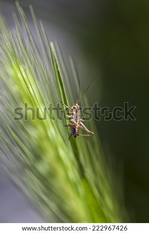 Bush-cricket insect close up on a ear grain