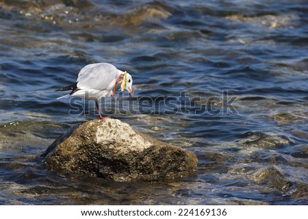 Sad Gull entangled in a lures, education concept, innocent victim of the  humanity