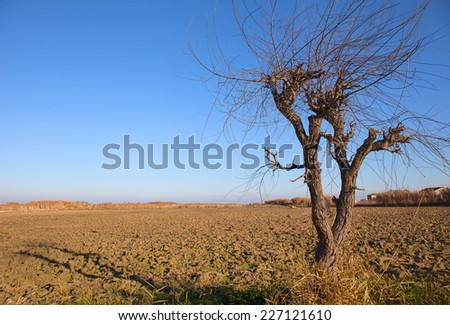 skeletal tree in a plowed land with deep blue sky background