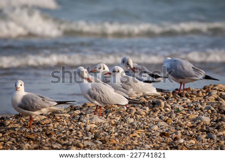 Gulls on the seashore watch the sea and the wave