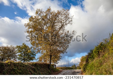Oak tree near a mountain road with blue sky whit white clouds background