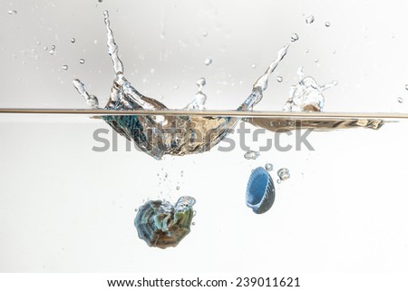 Two seashell fall in water with splash and air bubbles with white background