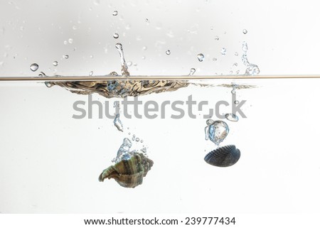 Two seashell falling in water with big air bubbles and white background