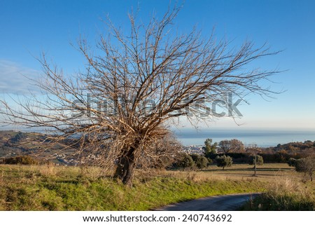 Big bare tree near a hilly road with sea and blue sky background