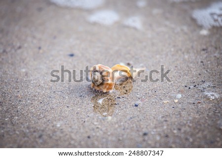 Isolated broken seashell on the sand of the seashore with sea foam in the background