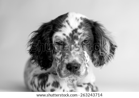 Close up portrait  of english setter puppy  dog. White background, black and white picture