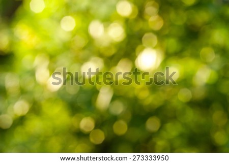 Bokeh Nature background.  abstract green background from tree. Defocused lights from tree and leaves.