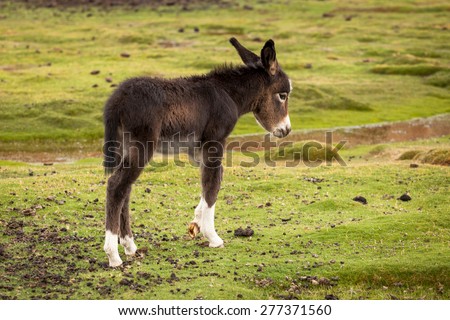 Cute Puppy donkey profile portrait with white paws