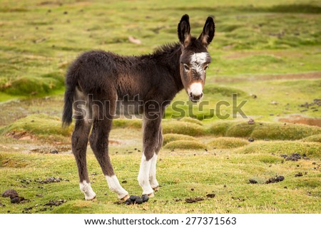 Cute Puppy donkey with white paws