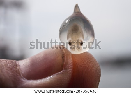 egg cuttlefish held between the fingers of human hand