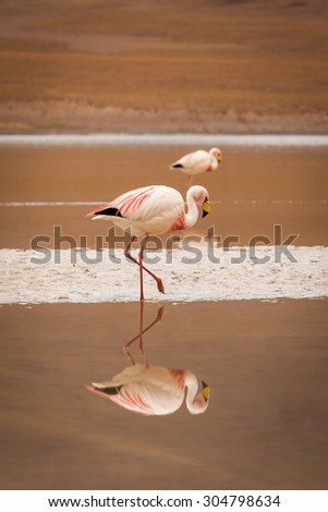 Flamingo walking on a lagoon in a andean plateau. Reflection in the calm water.