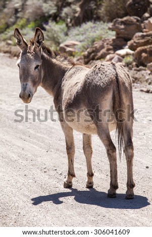 Donkey walking between rocks and grass