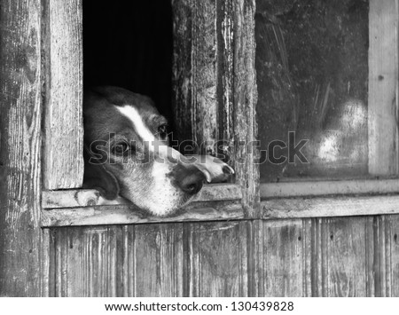 Dog with sad eyes looking out from window of dog house