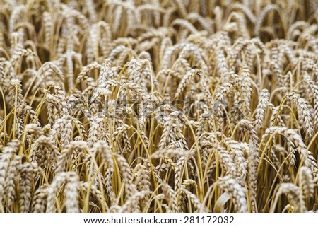 Fragment of wheat field in late summer with ripe wheat spikes