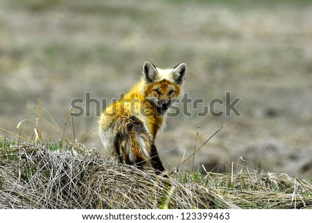 Fox on the Hunt Park City, Utah