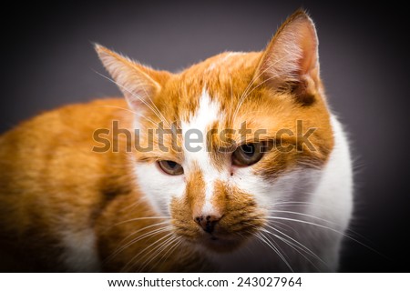 Tired cat with dark background