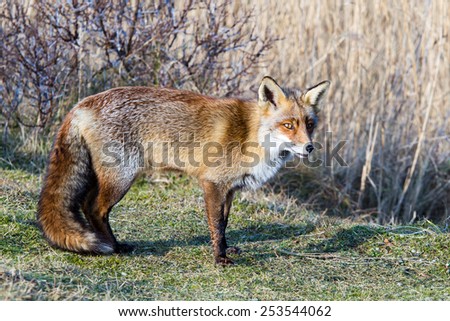 Fox with dark tail
