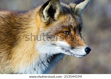 Fox close up and looking to the right