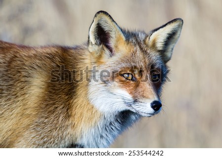 Fox looking to the right