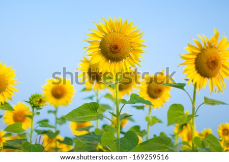 sun flowers field in Thailand. sunflowers.