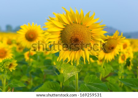 sun flowers field in Thailand. sunflowers.