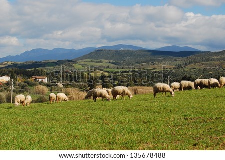 Flock of sheep in Sardinia