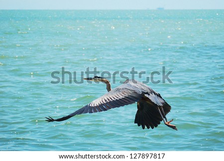 a great blue heron is flying over corpus christi bay