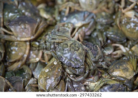 Some crabs at the fish market