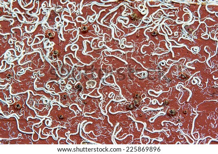 marine worm abstract