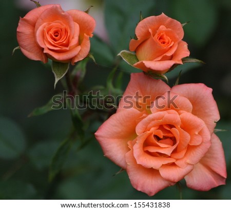 Pink Orange Roses Three