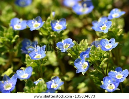 Blue small flowers