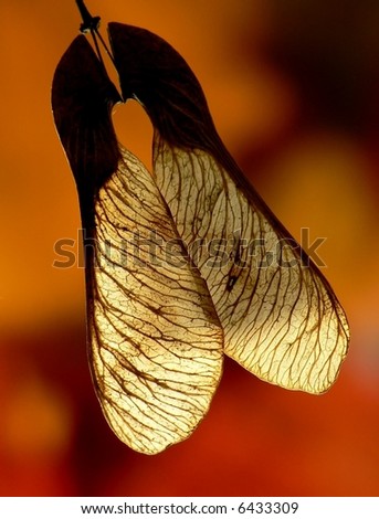 maple  autumn  sun  sunset  evening  brown  orange  warm  seed  wings  two  yellow  stained-glass  light