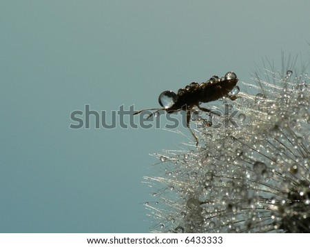 dandelion blowball worm insect abstraction flower bloom gold seed wings fresh purity tender modesty beauty garden dry light drops water sun sunset