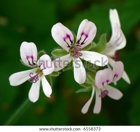 take care, geranium, putted, flower, plant, medicine, small, stamen, pink, green, house, water
