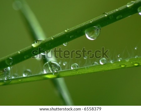 grass, water, rain, dew, wet, drops, reflection, green, garden, meadow, life