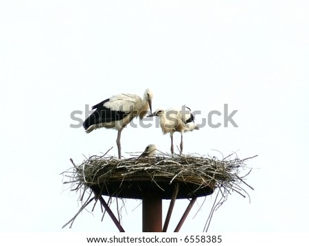 stork, family, child, nest, care, high, fly, wing,, large, bird mother, father, black, white, birthday, baby, stick, village, life