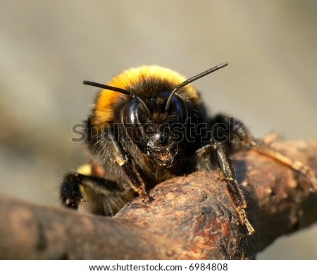fly, bumble-bee, insect, fat, flower, spring, summer, pollen, pollinate, garden, meadow, field, hairy, feelers, yellow, sun, eyes, wing