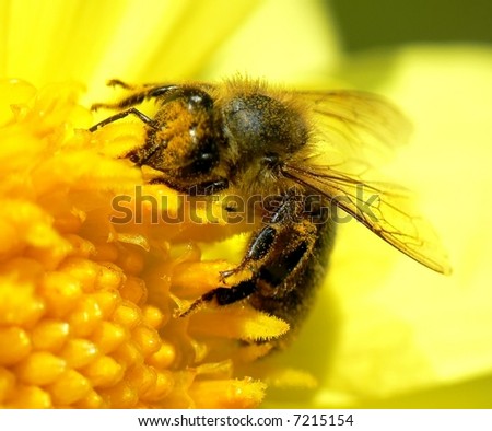 fly, bee, insect,  flower, spring, summer, pollen, pollinate, garden, meadow, field, hairy, feelers, yellow, sun, eyes, wing