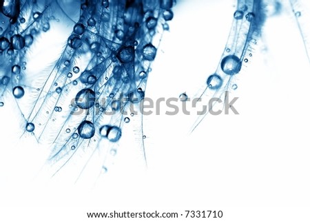 feather, blue, water, drop, gentle, background