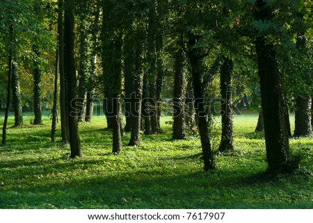tree, green, park, light, summer,  shadow, grass, leaves