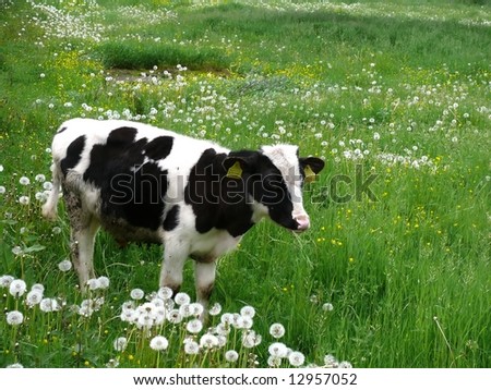 stock photo black cow in field