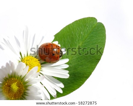 Daisy+flower+white+background